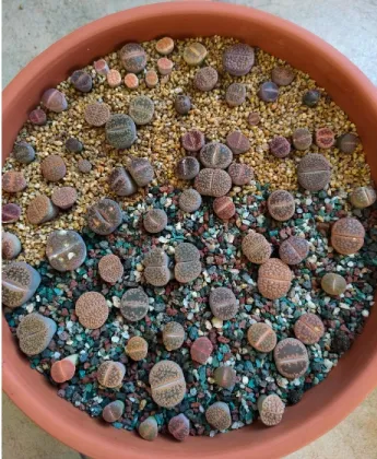 Red Terracotta Ceramic Clay Flower Pot for Succulents