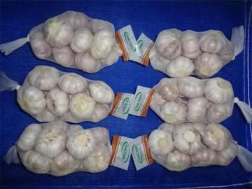 Sale Normal White Garlic