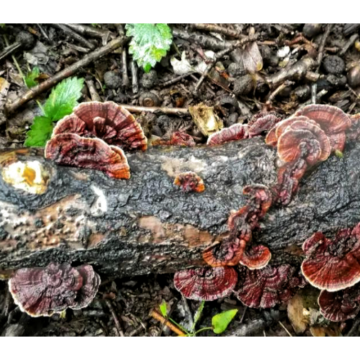 Organic Wild Reishi Mushroom Extract Powder Ganoderma Lucidum Reishi Extract