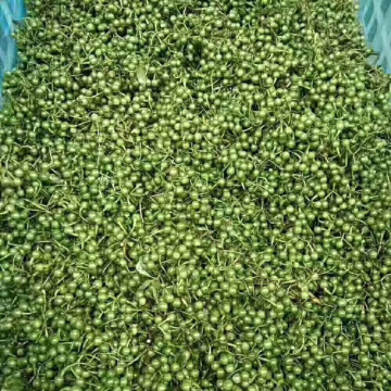 Food grade litsea cubeba / grosir minyak may chang