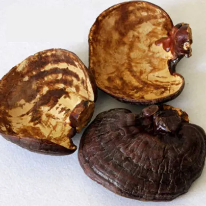 Chinese Wholesale High Quality Lucid Ganoderma