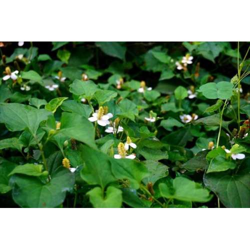 Houttuynia Cordata Extract for Respiratory Conditions