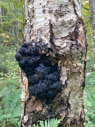 Natural Chaga Mushroom Extract