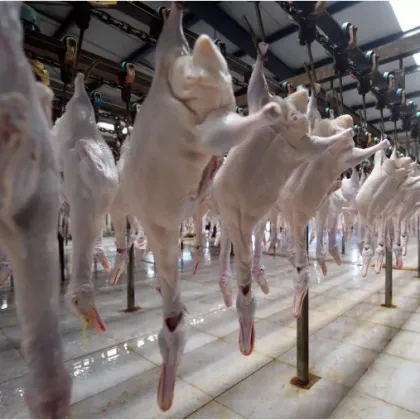 Steel Material Automatic Small Duck & Goose Slaughter Line Equipment for Poultry Farms