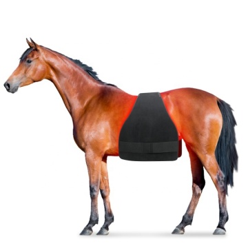 Horse Health: Wound Recovery, Muscle Relaxation, and Red Light Therapy