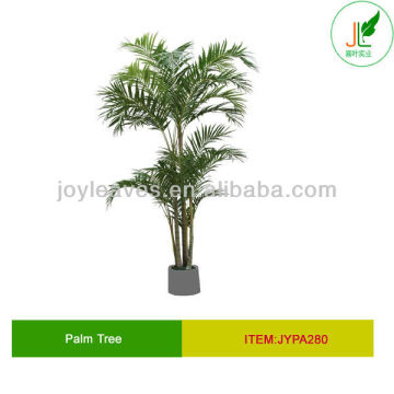 Large areca palm tree kentia palm tree