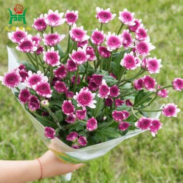Nannong Hongrui Multi-Color Spray Mums Flowers