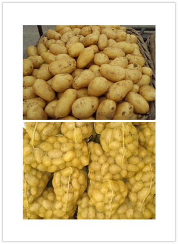 2014 China Excellent Quality Potatoes