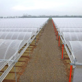 Large 10m Tunnel Plastic Film Greenhouse