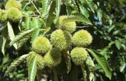Economic crop fresh chestnut