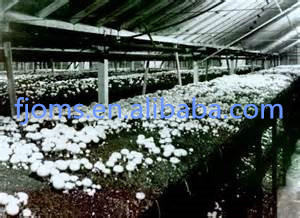 Moisture proof agriculture greenhouse film for mushroom