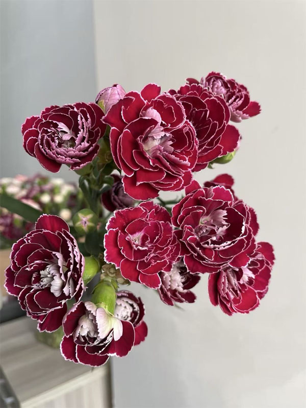Spray carnation Butterfly3