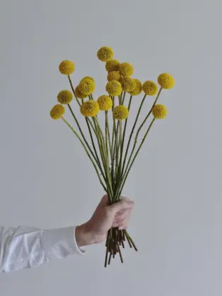 Wholesale Fresh Golden Billy Buttons Cut Flowers