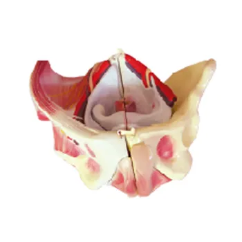 Detachable Female Pelvis Anatomy Model for Medical Teaching