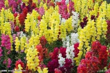 Gemeine Snapdragon Blumensamen
