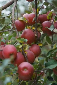 Elevated Taste: Plateau Apples at Their Peak