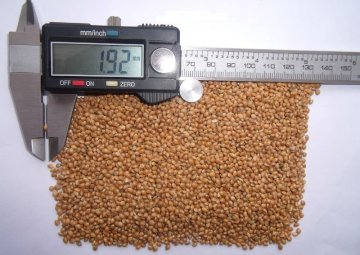 yellow broomcron millet