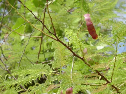 Acacia Catechu