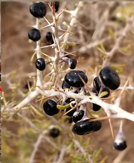 Black Wolfberry Black Goji Berry