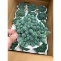 good price Sedum living plants factory