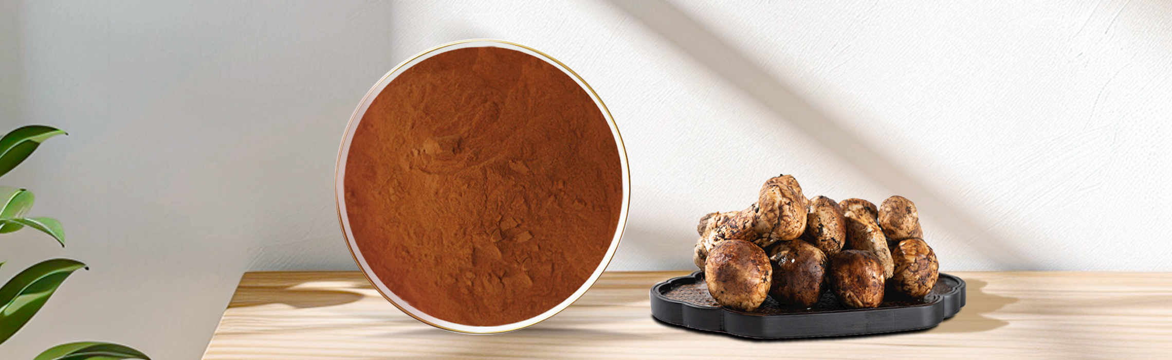 tricholoma matsutake extract for skin