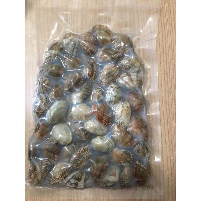 Muschel mit kurzem Nacken