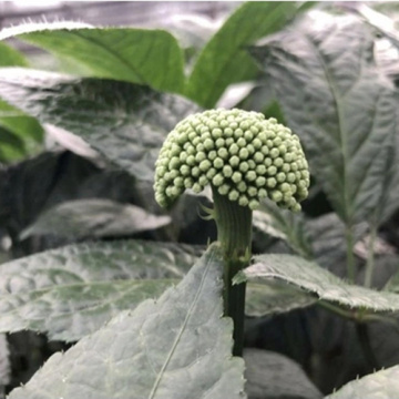 Notoginseng Flower Bud de haute qualité et sans pollution