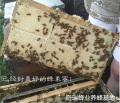 大量の高品質の有機ミツバチの蜂蜜を購入する