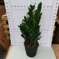 China Zamioculcas zamiifolia 250 factory Factory