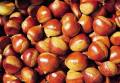 Chestnut gred eksport terbaik