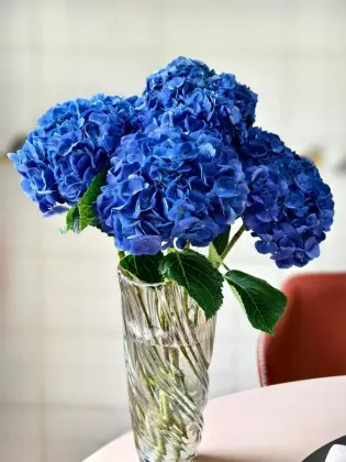 Fresh Cut Dark Blue Hydrangea directly from farm