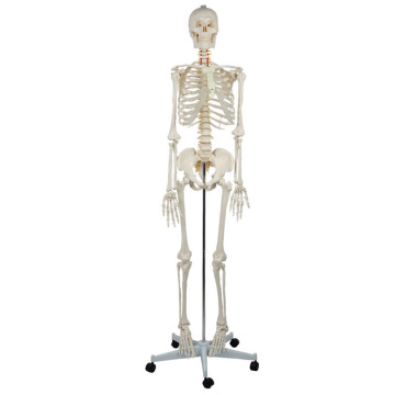 2025 New KRC Medical Science Anatomy Life Size Human Skeleton Model