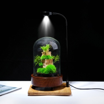 ZERO (M) Botanical Sculpture: Preserved Moss Terrarium