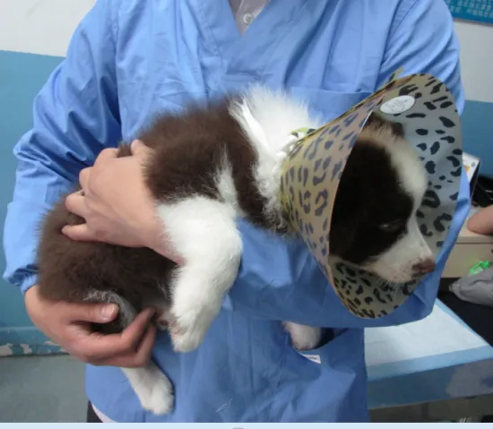 Animal Pet Elizabeth Collar surgical protect equipment