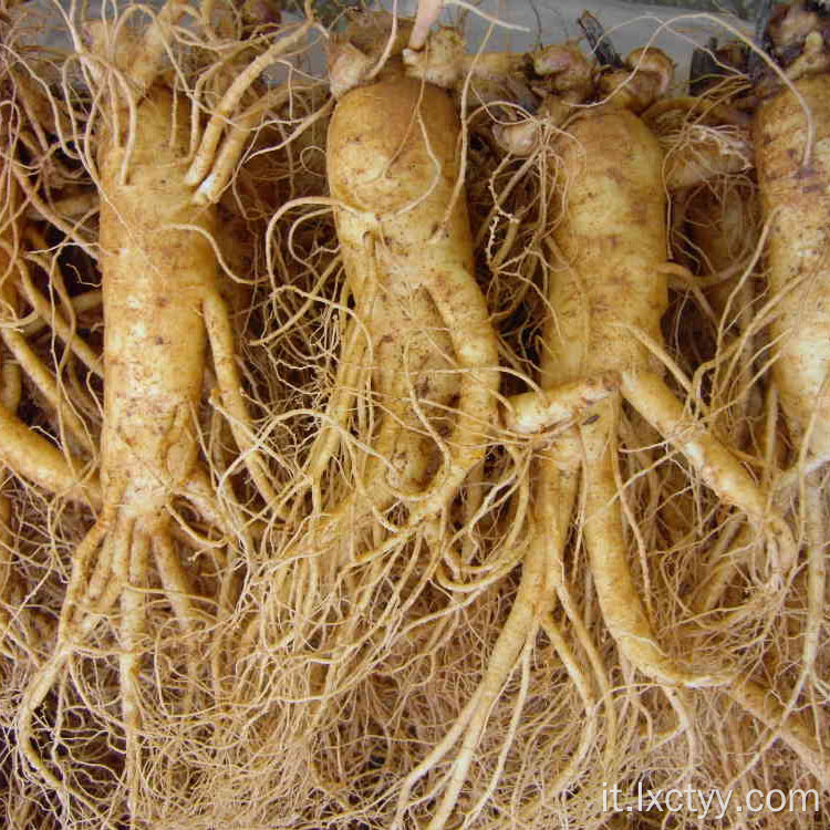 tè alla radice di ginseng selvatico