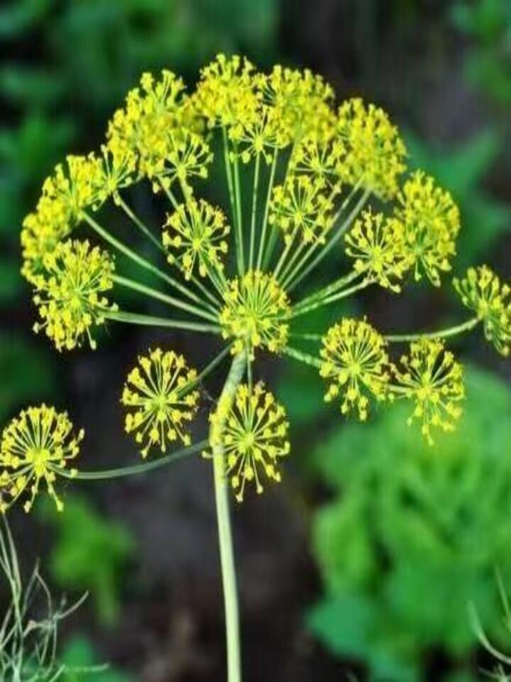 Fennel flower