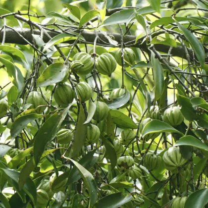 Natural Garcinia cambogia extract