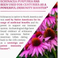 Echinacea Purpurea Vitamin C Effervescent Tablets