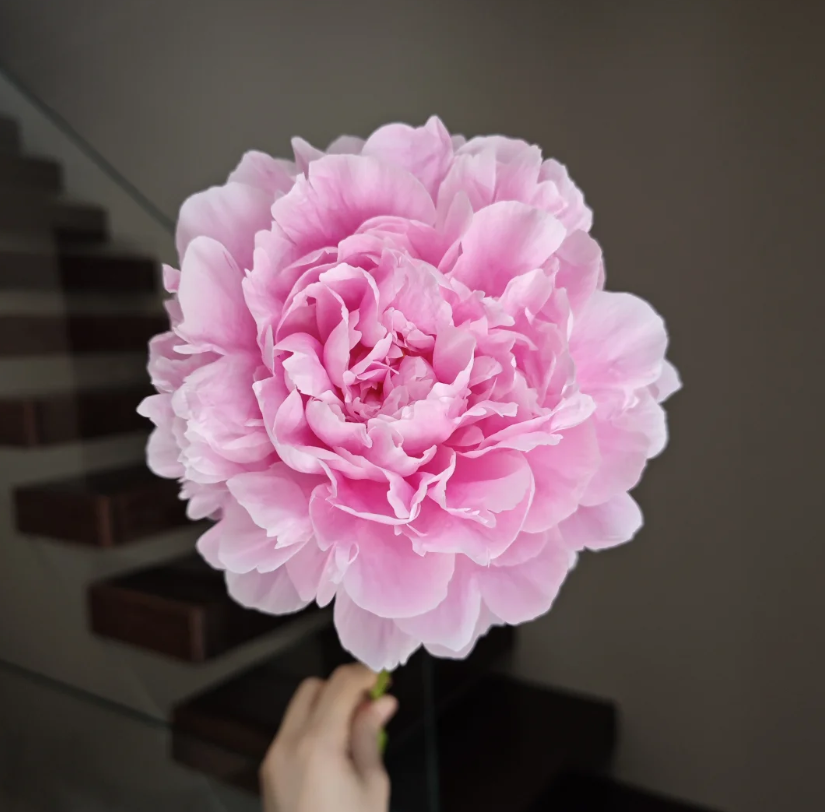 Pink Princess Peony