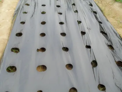 Agriculture polyethlene film for asparagus planting