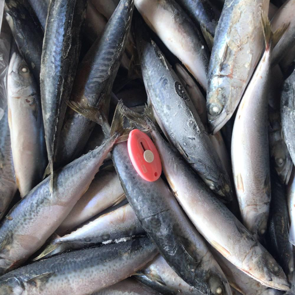 Whole Round Mackerel