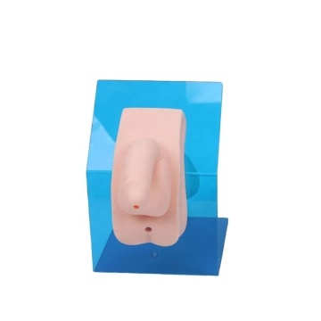 DARHMMY Advanced Medical PVC Model for Urethral Catheterization Training Dress Code