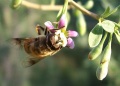 Prezzo del miele di Liden organico grezzo alla rinfusa