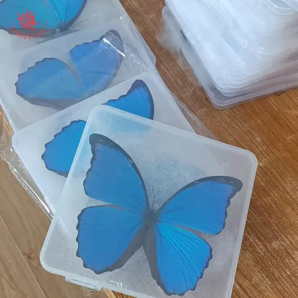 Rare Large Blue Morpho Butterfly Teaching Specimen - Real Butterfly