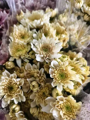 Herb Salad spray chrysanthemum