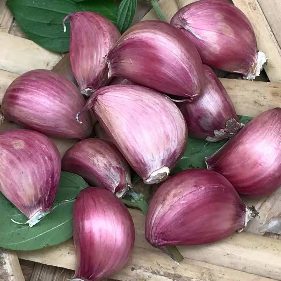 purple garlic