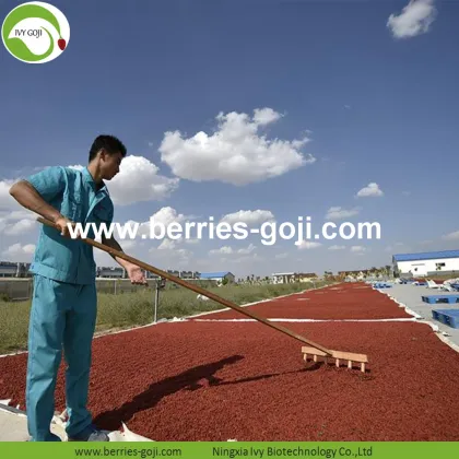 Factory Supply Fruit Dried Sun Dry Goji Berries