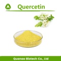 Sophora Japonica Extract Quercetin Powder 95% ВЭЖХ