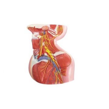 Darhmmy Natural grand modèle nerveux cervical profond anatomique pour la science médicale