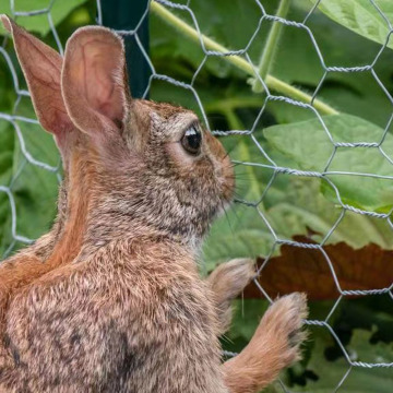 Galvanized Mesh Netting: Bird Aviary 12 Gauge Hexagonal Wire Chicken Netting Gabions